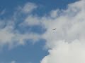Turkey Vulture/ Satie's Gymnopedie