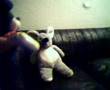 raton homosesual