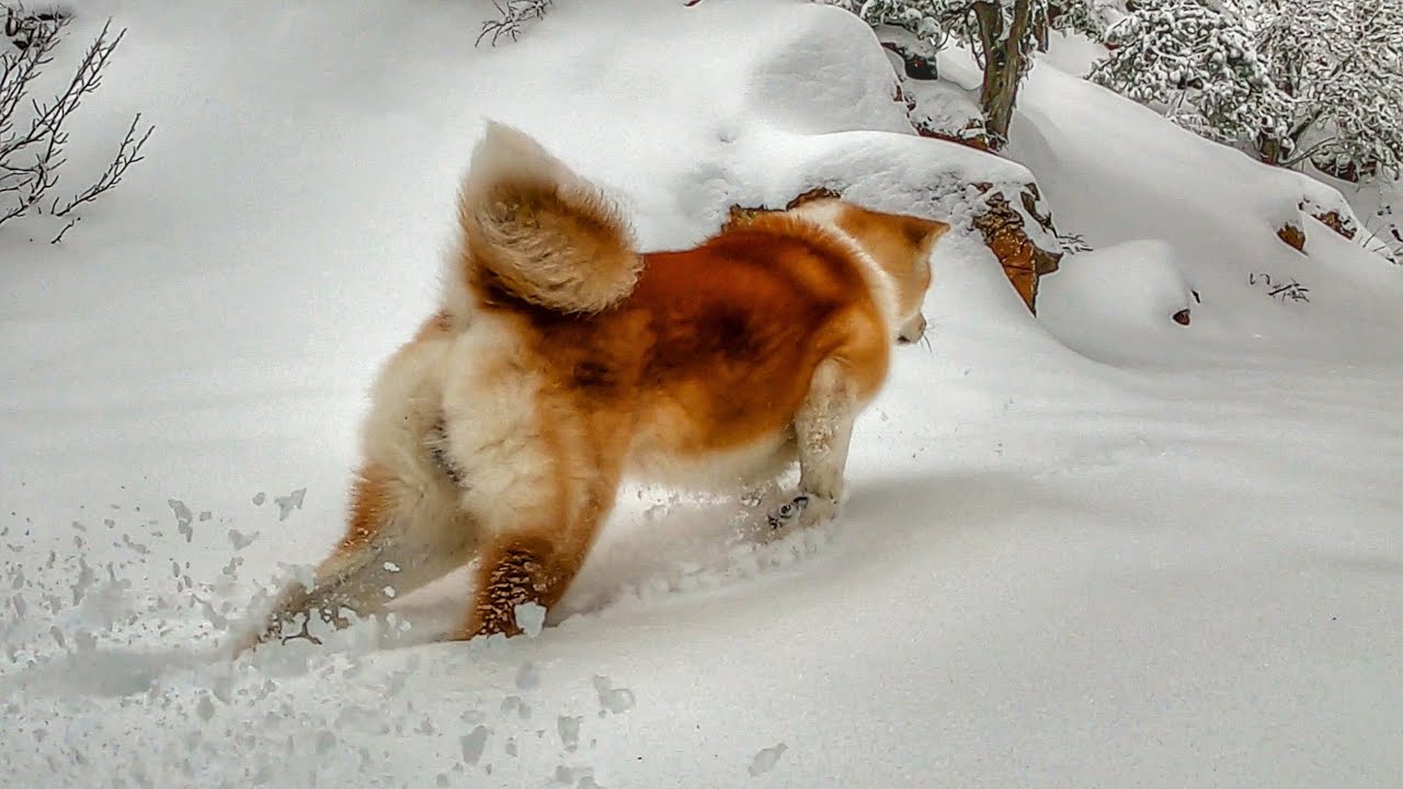 A Blast In The Snowy Troodos Mountains - Akita Inu Snow Escapade