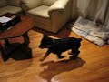 Rottweiler puppy