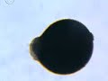 Doku Urzeitkrebse Artemia Salinas beim schlüpfen Doku Urzeitkrebse Artemia Salinas beim schlüpfen