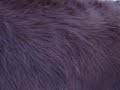 Roxxy Running around