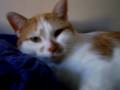 videos de Goldie Eat Me Camera (Cute Kitty Death Metal)