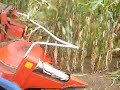 ensilage de maïs chez martinaud