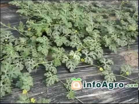 how to harvest watermelon