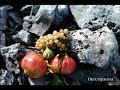 Ranko Boban - Bit će zora bit će dana