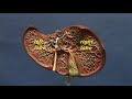Small Liver Model - Inferior Surface