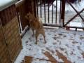 videos de Husky/Lab Mix Barking