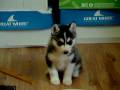 videos de Husky Puppy white & black male on Bubble x Checkers