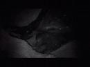 Leatherback turtle nesting at night Leatherback turtle nesting at night