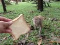 Crazy Hungry Monkeys Crazy Hungry Monkeys