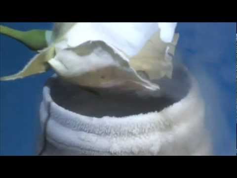how to snap freeze tissue in liquid nitrogen
