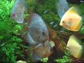 Discus - King of the tropical aquarium