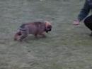 MohaveandOpup MohaveandOpup