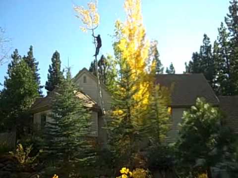 how to transplant aspen shoots