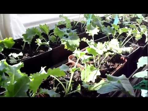 how to fertilize seedlings