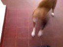 Sheena Saltando a la camara