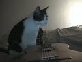 Piccolo martinelli play guitar