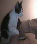 cat guitarist