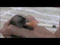 Tiny marmoset wins hearts at Safari Park