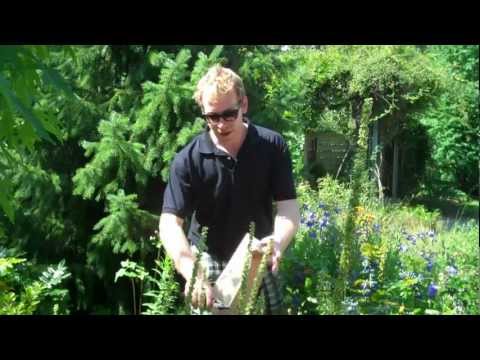 how to collect aquilegia seeds