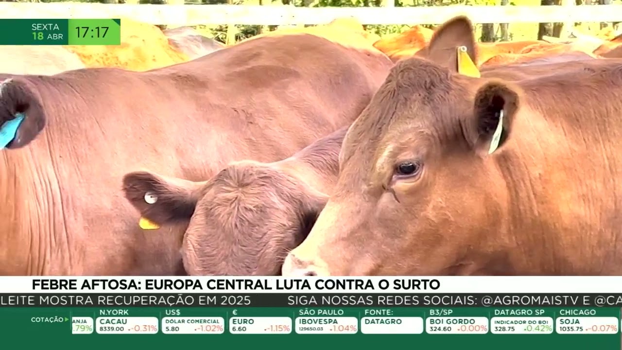 Febre aftosa: Europa Central luta contra o surto