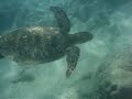 sea turtle @ hanauma bay sea turtle @ hanauma bay