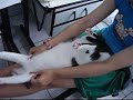 SHANTALA, MASSAGEM PARA GATOS / SHANTALA, MASSAGE FOR CATS