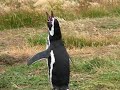 Penguin mating call???