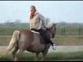 backwards horse riding on haflinger