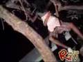 Prendys Inna Di Tree (RawTiD TV)