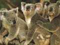 Beautiful Animals