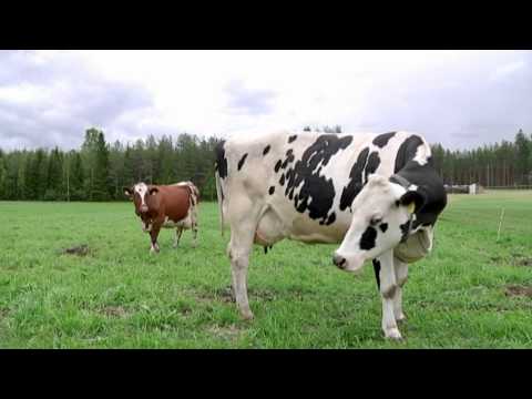 Katso video