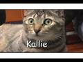 videos de Cattery Commercial #2