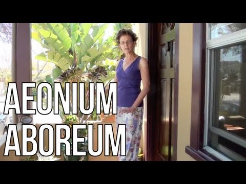 how to grow aeonium