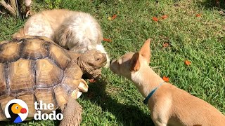 Woman Brings A New Puppy Home To Her Tortoise And Watch What Happens Next! | The Dodo Odd Couples by The Dodo