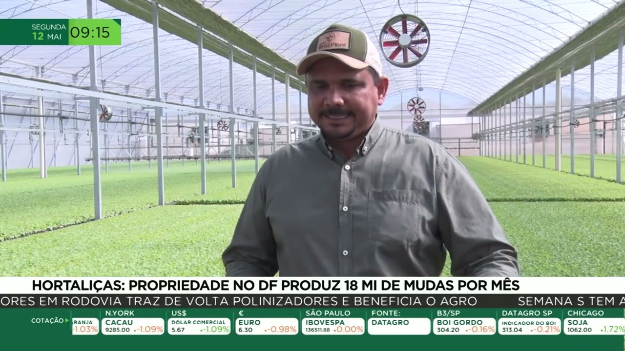 Hortaliças: propriedade no DF produz 18 mi de mudas por mês