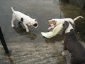 perf ambull pups