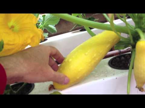 how to grow zucchini hydroponically
