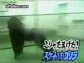 Gorilla dance