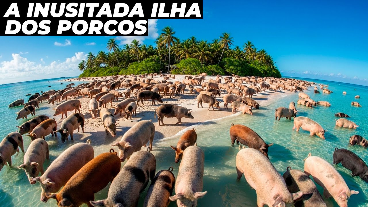Como essa pequena ilha ficou infestada de porcos?