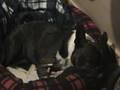 Snoring-Dog