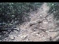 VIO POV1 Footage of Trace Ridge in Pisgah VIO POV1 Footage of Trace Ridge in Pisgah