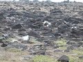 Galapagos islands albatross mating ritual Galapagos islands albatross mating ritual