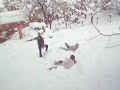 tovli