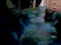 videos de Katzenkampf