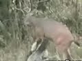 Hunterman get hunted....