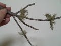 EatTheWeeds: Episode 49: Usnea EatTheWeeds: Episode 49: Usnea