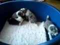 Alle 4 leren lopen