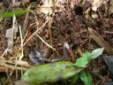 Larva colony